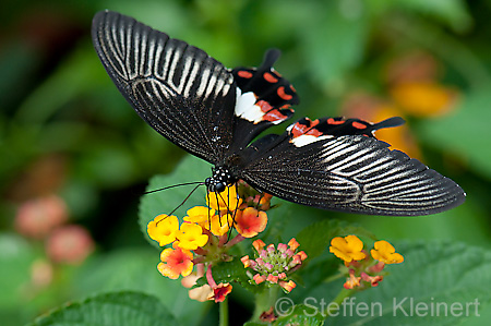 230 gewoehnlicher Mormone - Papilio polytes